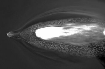9736584294 56ea5ea7ff b